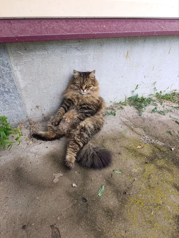 Alice, a long-haired brown tabby cat, sitting against the house wall in the garden